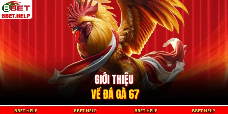 Giới thiệu về đá gà 67