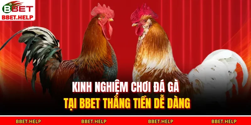 Kinh nghiệm chơi đá gà tại BBET thắng tiền dễ dàng