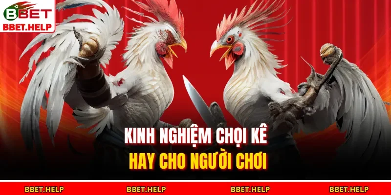 Kinh nghiệm chọi kê hay cho người chơi