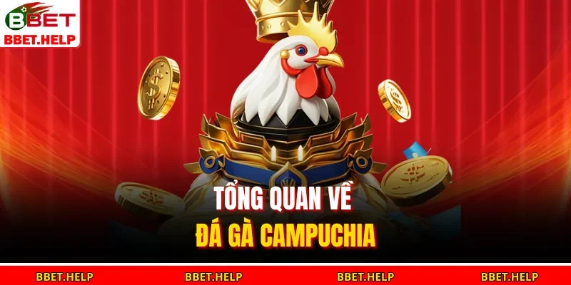 Tổng quan về đá gà Campuchia